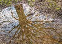 Baum Spiegelung