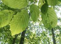 Wald Waldstimmung