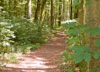 Waldweg