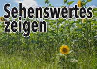 Sonnenblume einzeln Sehenswertes