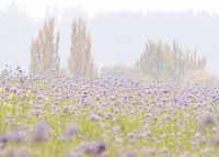 Phacelia im Nebel