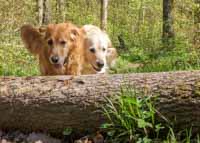 Waldlauf mit Artis und Chili