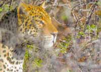 Leopard in Namibia