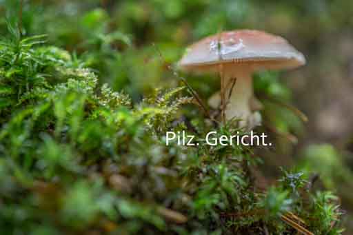 Pilz. Gericht. Fotoworte