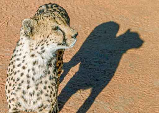 Leopard mit hellem Fell und dunklen Schatten zum Kontraste ausgleichen