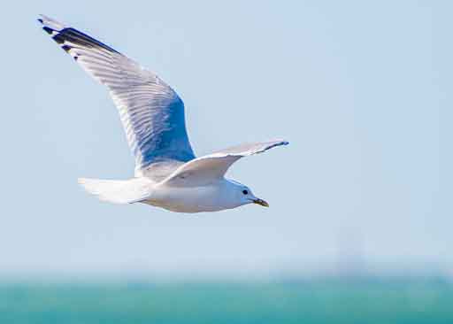 Möwen fliegen am Fehmarnsund an der Ostsee bei Großenbrode