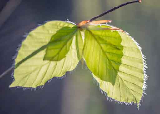 Wladjahr Frühling im Rheinhardwald