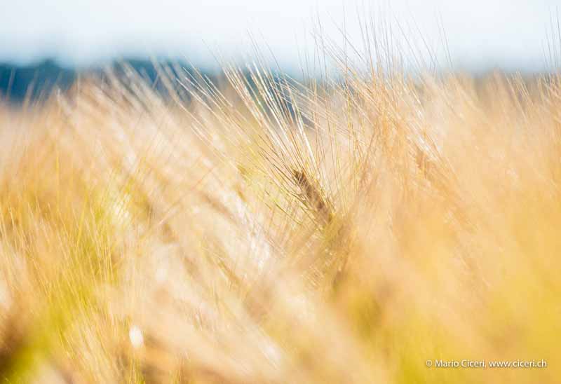 Gerstenfeld im Sommer in flirrender Luft