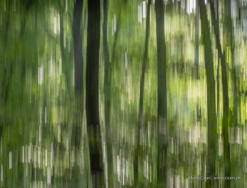 Mystik im Wald - Waldmystik