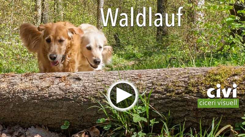 Video von Waldlauf Artis mit Chili