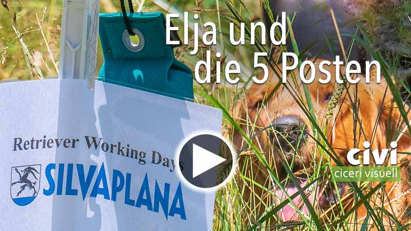 ein Video von Elja während der Arbeit an 5 Posten am Retriever working day in Silvaplana