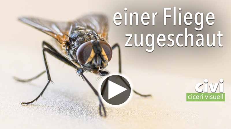 Video von einer Fliege zugeschaut