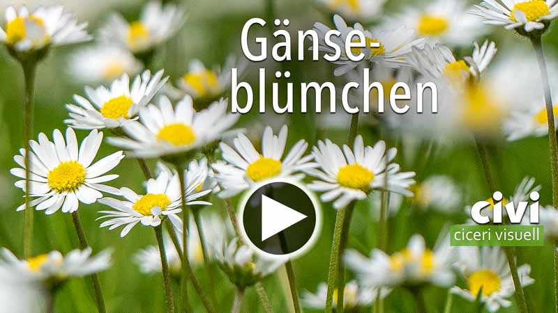 Video von Gänseblümchen