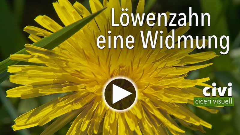 Video Löwenzahn eine Widmung