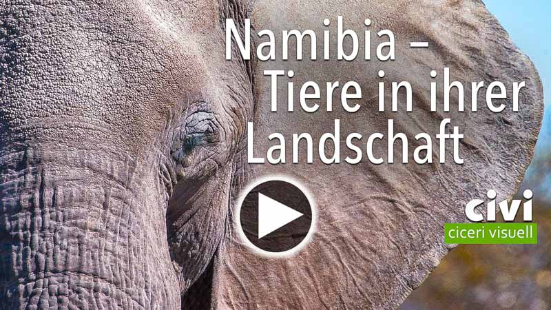 Video von Namibia - Tiere in ihrer Landschaft