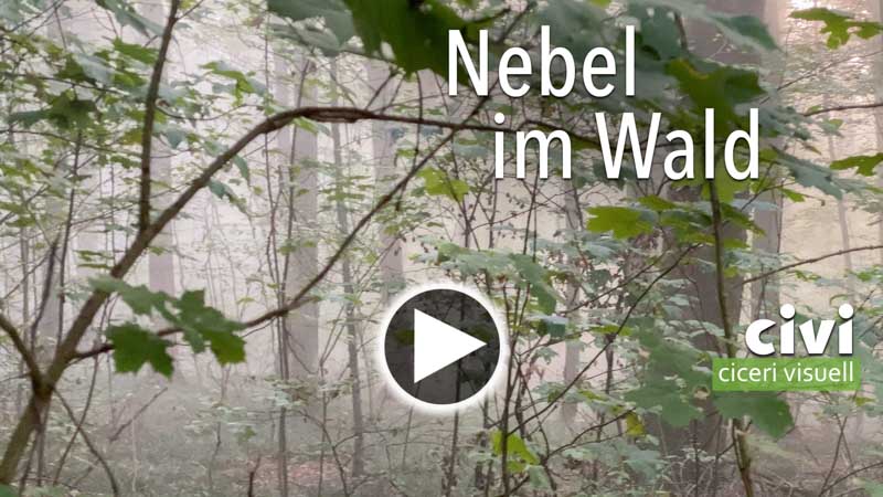 Video von Nebel im Wald