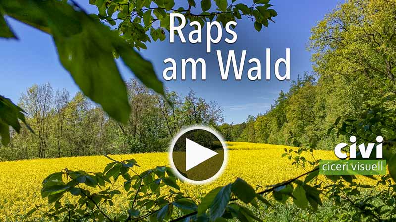 Video von Raps am Wald