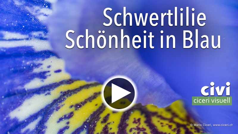 Schwertlilie als Schönheit in Blau