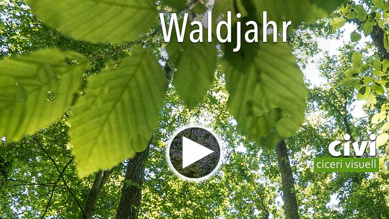 Video von Waldjahr im Rheinhardwald