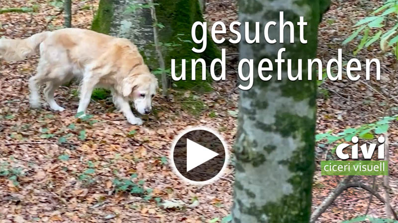 Video von Artis hat gesucht und gefunden