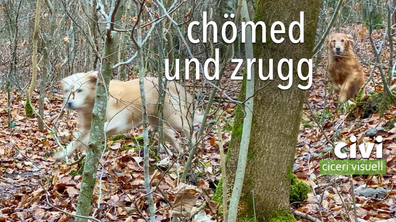 Artis und Chili ahuf kurvigem Wakdweg mal her und mal hin.