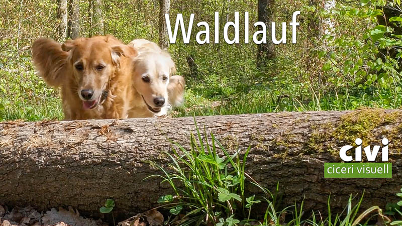 Artis und Chili auf Waldlauf im Rheinhardwald zwischen Schaffhausen und Büsingen am Hochrhein