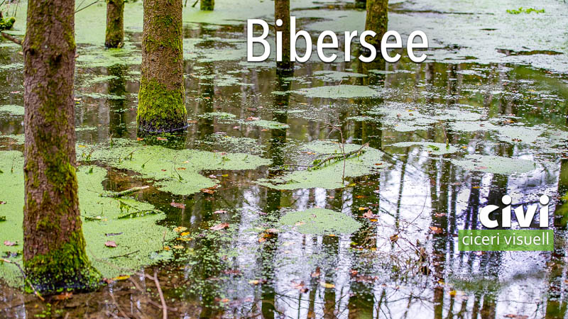 Bibersee im Waldgebiet