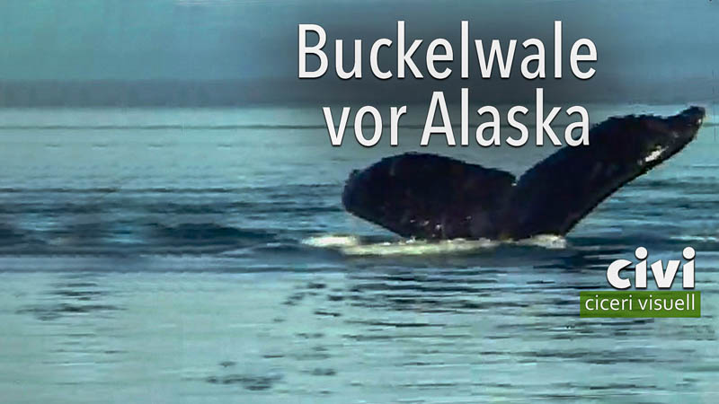 Die Buckelwale in der Glacier Bay schwammen von Hawaii nach Alaska.