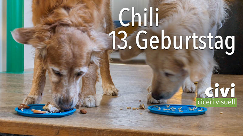 Chili und Artis feiern am 13. Geburtstag von Chili gemeinsam.