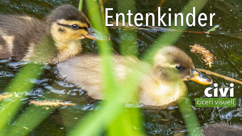 Die Entenkinder und ihre Mutter schwammen entlang der Strasse in Durgerdam.