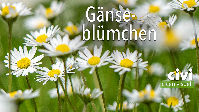 Gänseblümchen sind so gross weil sie so klein sind.