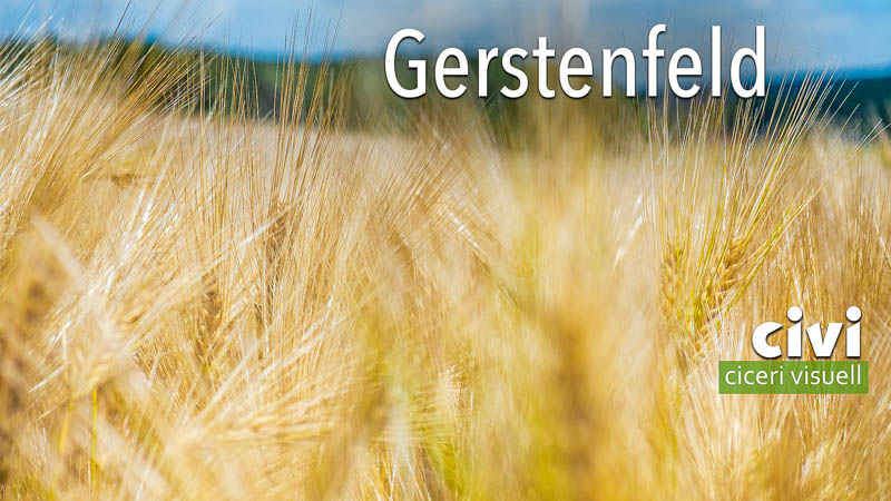 Es war Sommer und die Luft flirrte über dem Gerstenfeld.