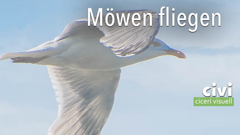 Möwen fliegen wo Meer ist.