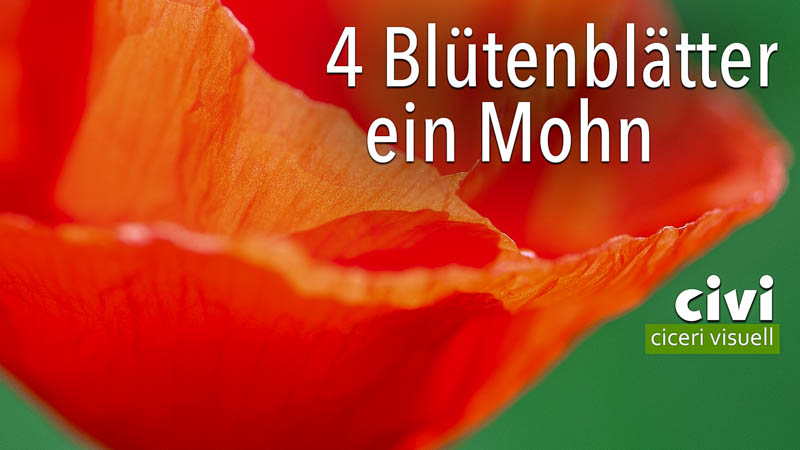 Der Mohn mit 4 Blütenblättern blüht nur wenige Tage.