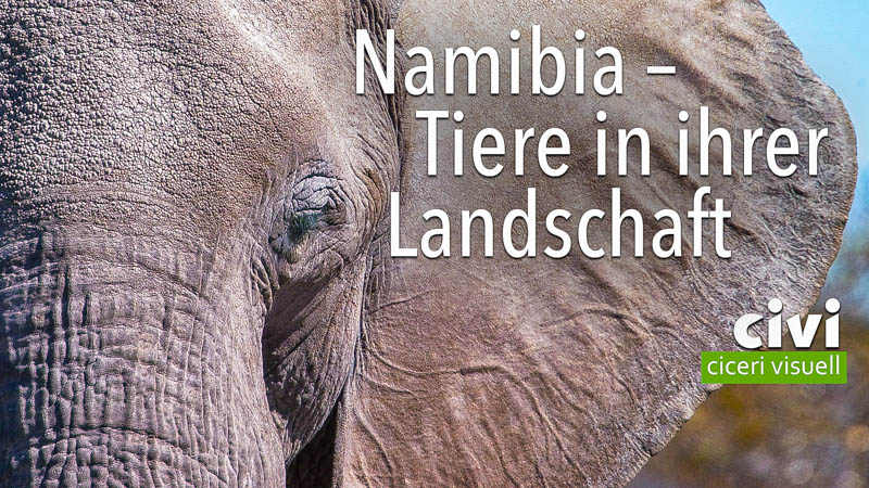 Namibia mit Tieren in ihrer Landschaft