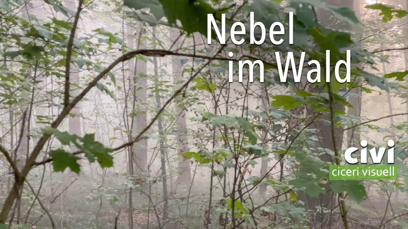 Nebel im Wald mit Ruhe zur Besinnung