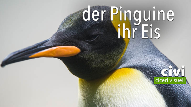 von Pinguinen im Zoo Zürich für Pinguine in der Antarktis