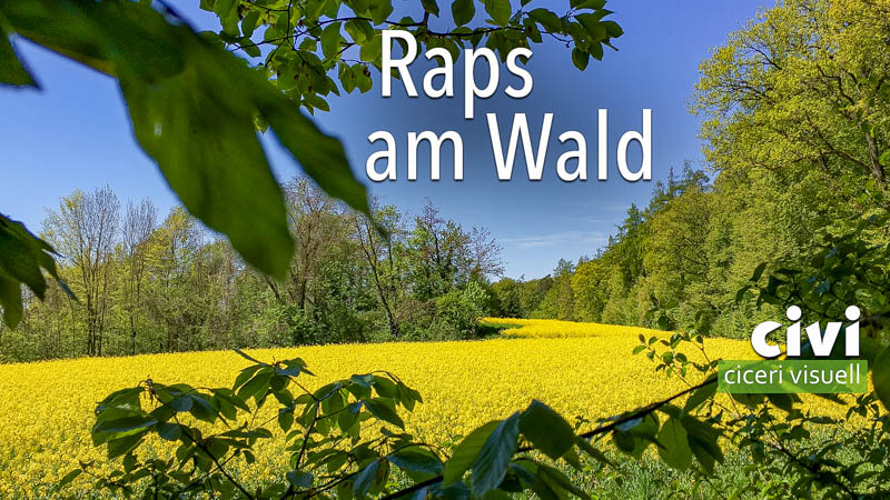 Rapsfeld am Waldrand