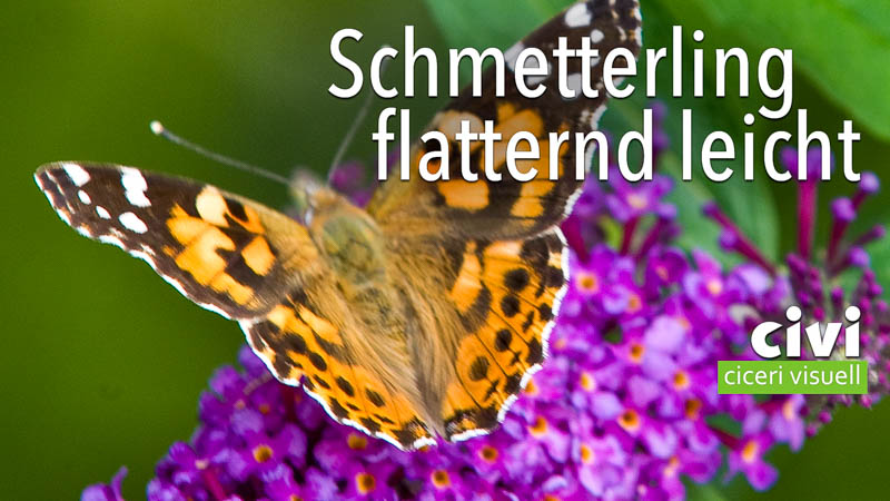 Den Schmetterling nennt man auch Sommervogel.