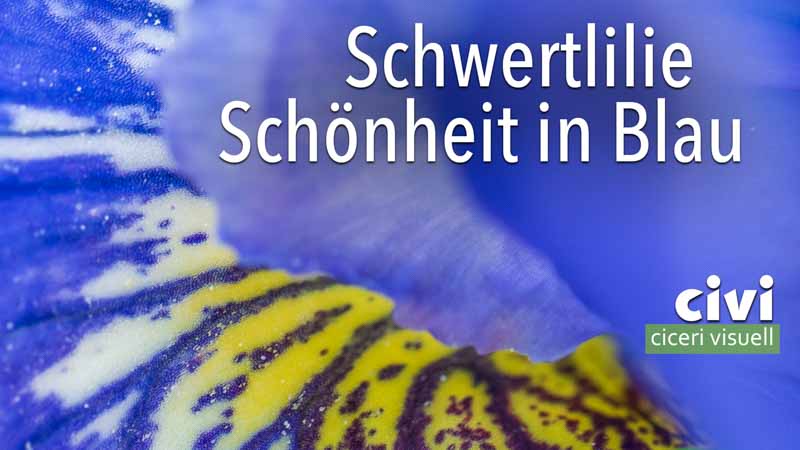 Schwertlilie Schönheit in Blau