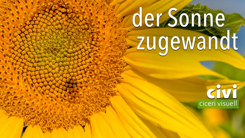 Sonnenblumen sind der Sonne zugewandt.