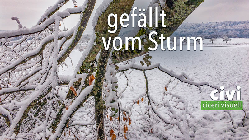 im Sommer noch stand er im Wald und wurde dann im Winter vom Sturm gefällt