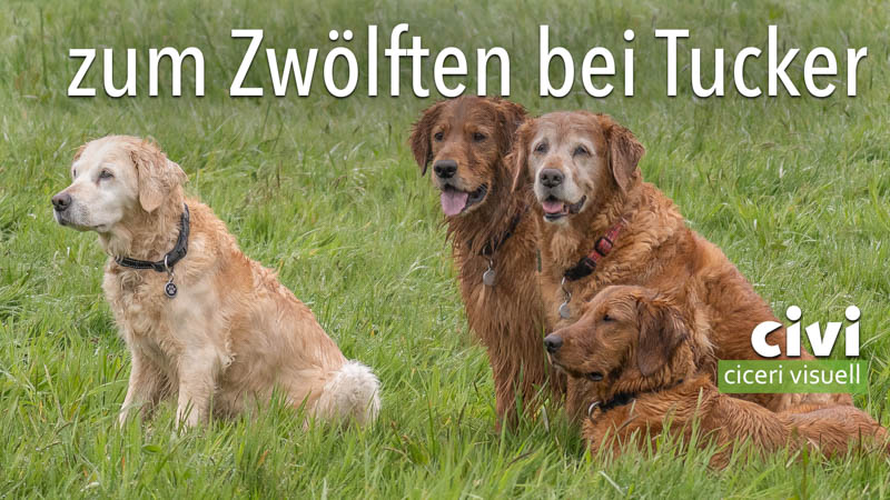 Tucker wurde an seinem 12. Geburtstag von Artis und Chili besucht.