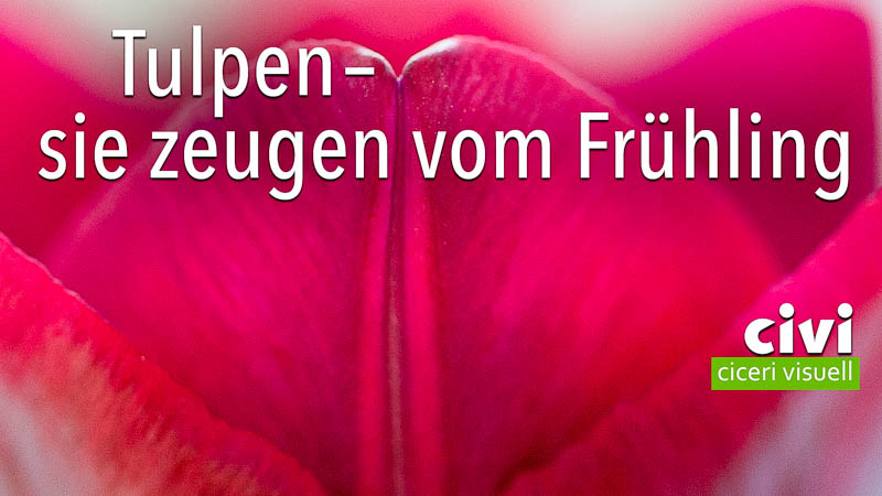 Tulpen als Liliengewächs zeugen vom Frühling.