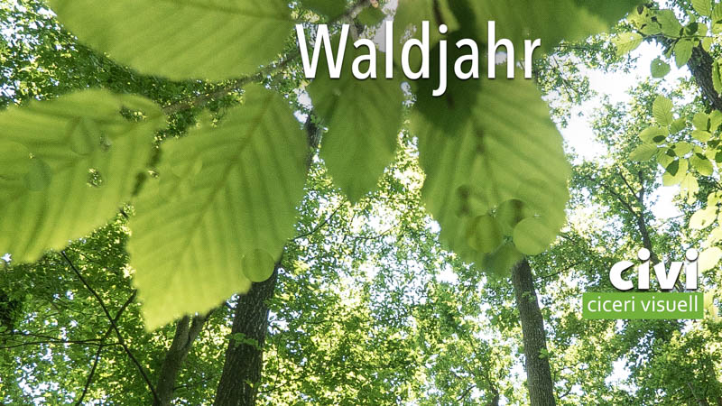 Waldjahr im Rheinhardwald zwischen Schaffhausen und Büsingen am Hochrhein