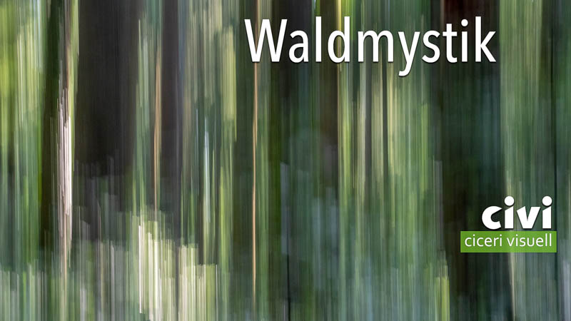 Waldmystik mit Aufnahmen von bewegter Kamera