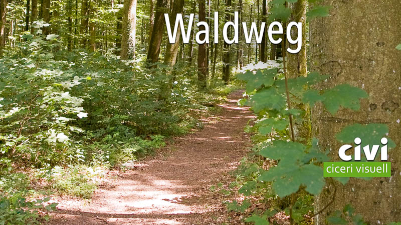 Waldweg im Rheinhardwald statt Autobahn