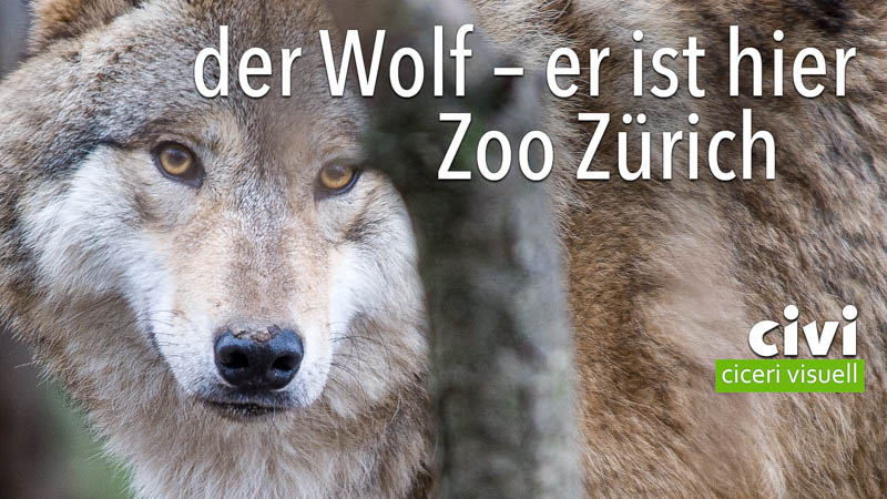 Der Wolf - er ist hier.