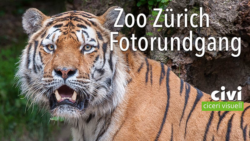 ein Fotorundgang im Zoo Zürich