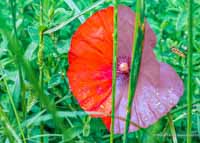 roter Mohn mal nicht rot